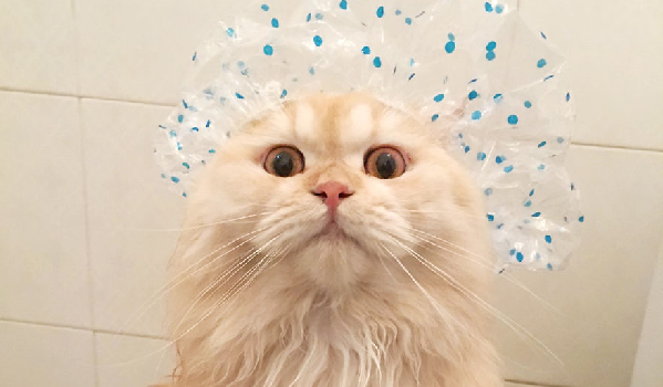 Картинки по запросу Знакомьтесь — Meэпо, сумасшедший кот, который любит принимать душ