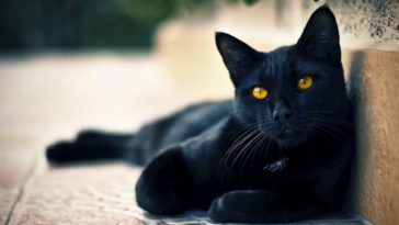 black-cats-awesome-www-gibbahouse-13-1024x640