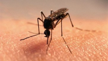 10-narodnyie-sredstva-ot-komarov