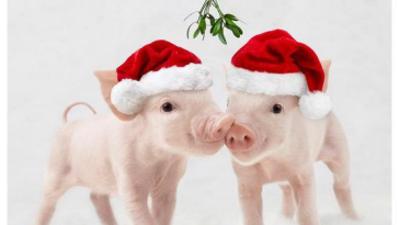 2019_god_zheltoj_zemljanoj_svinji