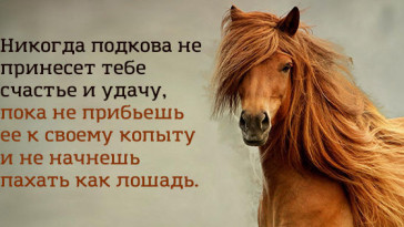 1517671581_citaty5
