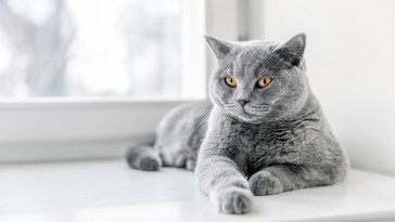 British-shorthair-cat-breed