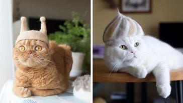 cats-in-hats-made-from-their-own-hair-part-2-fb47-png__700