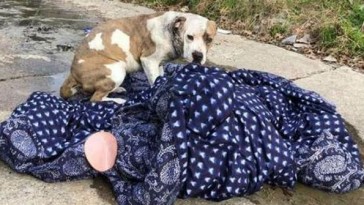 dog-found-abandoned-on-blankets-11-e1562955637727